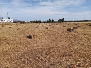 Raccolta fieno di avena