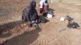 progetto riibo beneficiari con polli da allevamento
