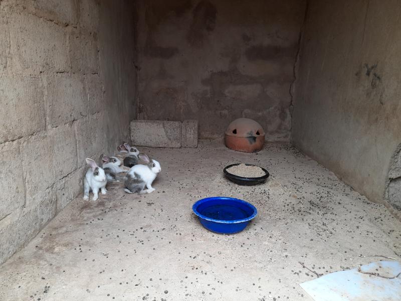 Il DSA3 dell'Università degli Studi di Perugia in Burkina Faso per un progetto sui conigli  9 190152960 4875508255846899 3281388369080554378 n