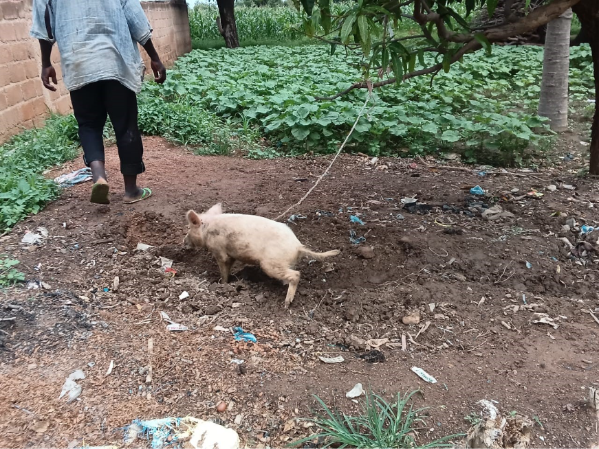 Oltre la consegna degli animali: accompagnare ogni famiglia verso un allevamento più sostenibile a Loumbila 1 image